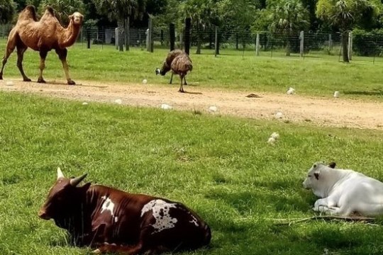 a brown and white cow lying on top of a grass covered field