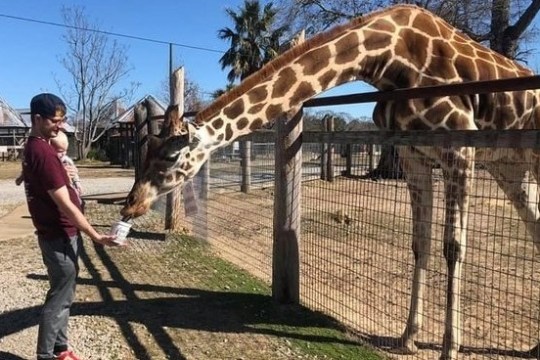 a boy feeding a giraffe through a fence