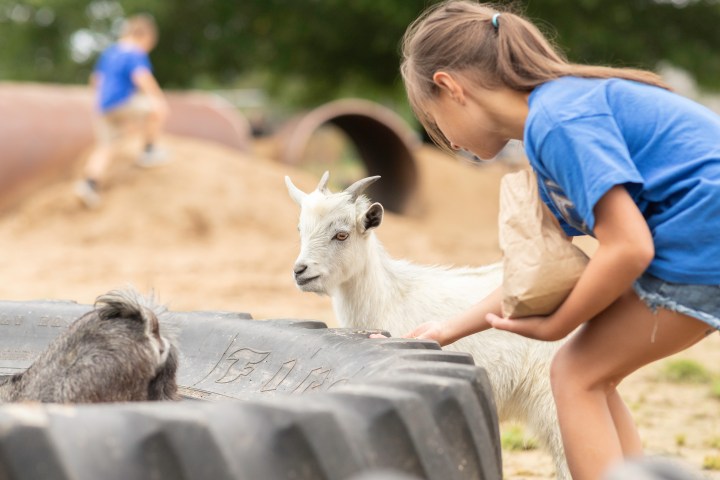 A little girl feeding a goat.