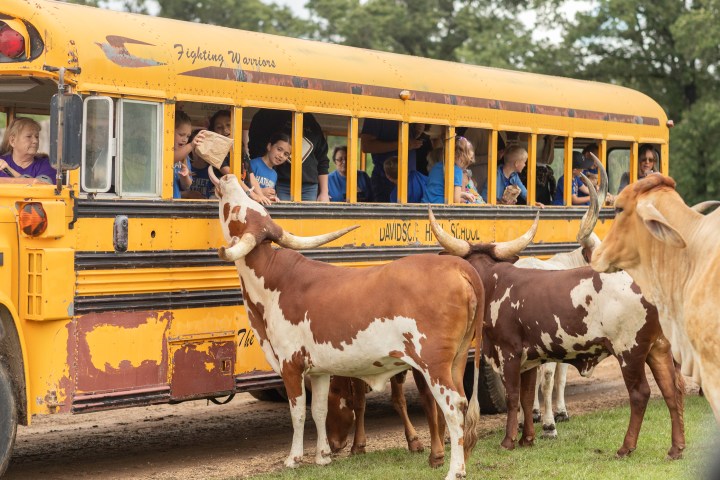 Kids feeding cows from a safari tour bus.